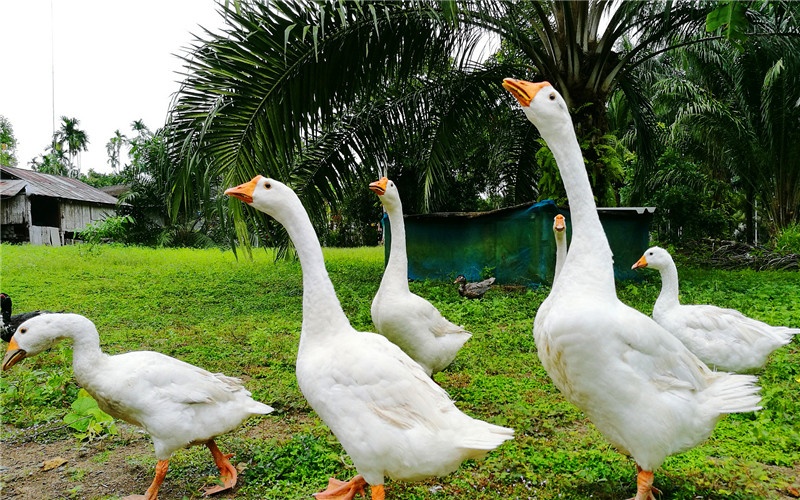 農村小成本養殖，有哪些項目可能實現年收入50萬以上？這幾種