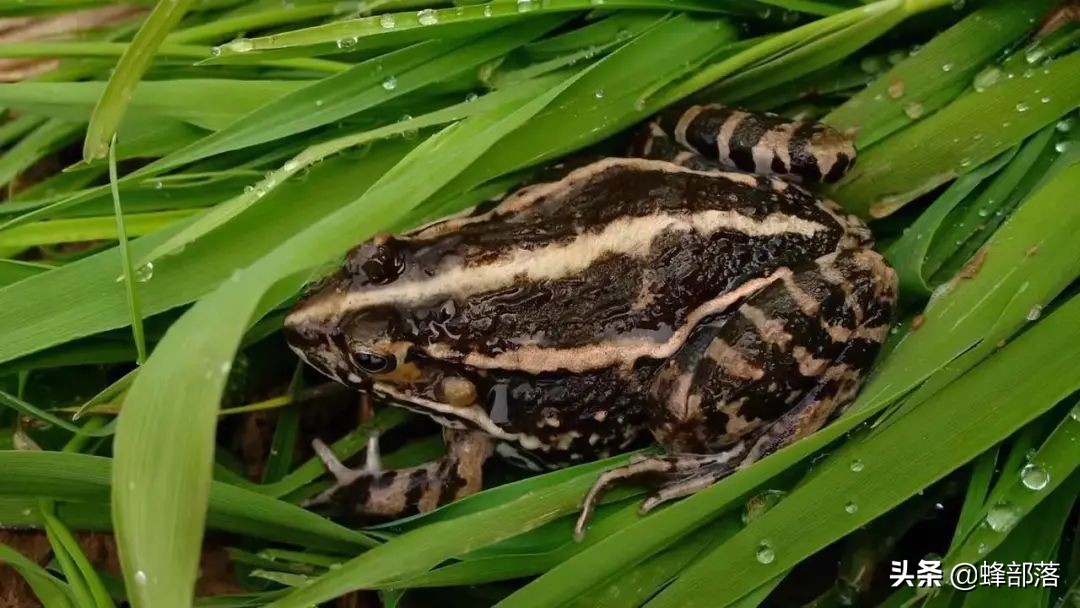 2021年農村發展,這些項目投資不多利潤高,管理好賺50萬是可能的