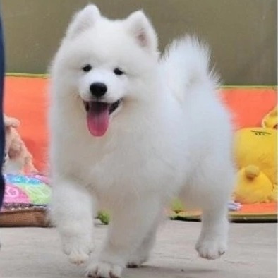 開寵物店需要哪些證件（辦寵物狗養(yǎng)殖基地需要具體證件）-專在家創(chuàng)業(yè)網(wǎng)