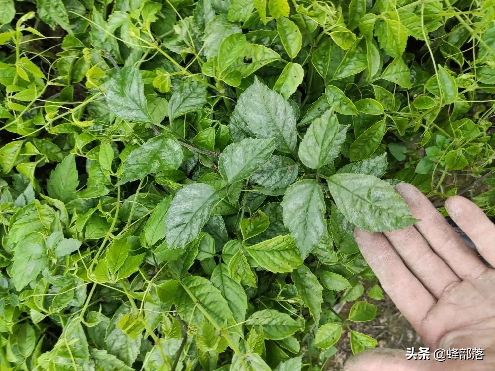 2021年農村發展,這些項目投資不多利潤高,管理好賺50萬是可能的