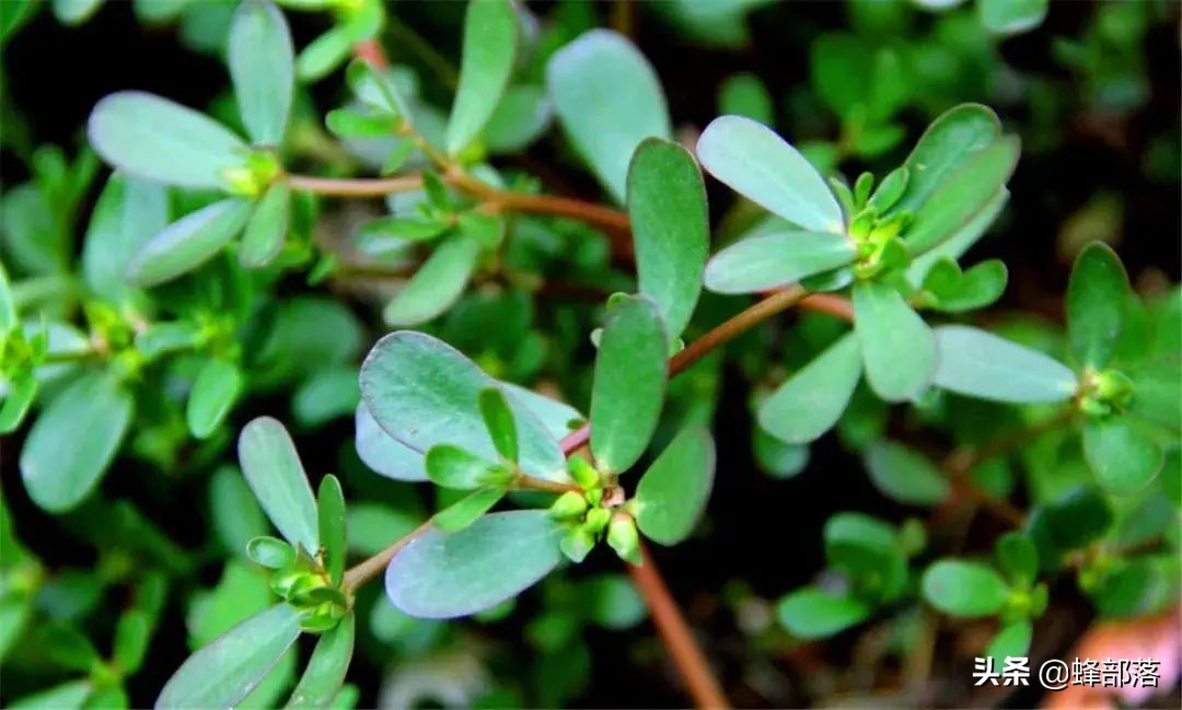 有什么項目適合在農(nóng)村發(fā)展的？10個適合農(nóng)村發(fā)展的項目推薦-專在家創(chuàng)業(yè)網(wǎng)