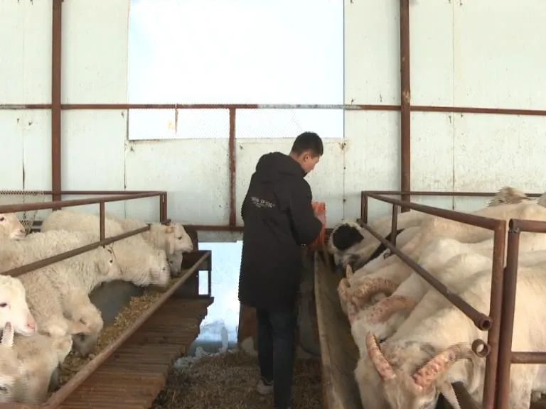 清原90后“新農人”返鄉創業走上“羊”光大道-2
