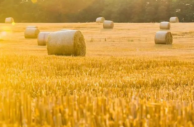 農村商機好項目有哪些(7個鄉鎮冷門暴利生意)-1 農村商機好項目有哪些(7個鄉鎮冷門暴利生意)-1