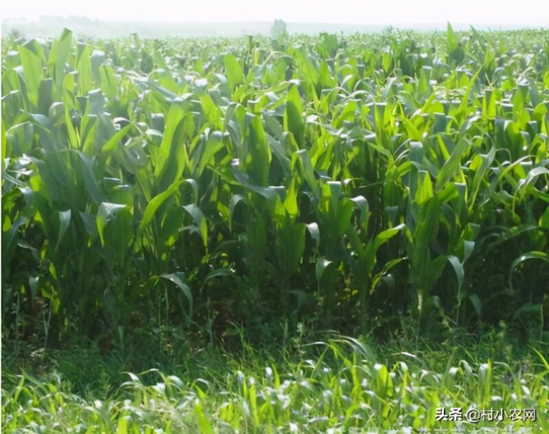 農村致富好項目農村創業小項目 自己一個人沒錢怎么創業-13 農村致富好項目農村創業小項目 自己一個人沒錢怎么創業-13