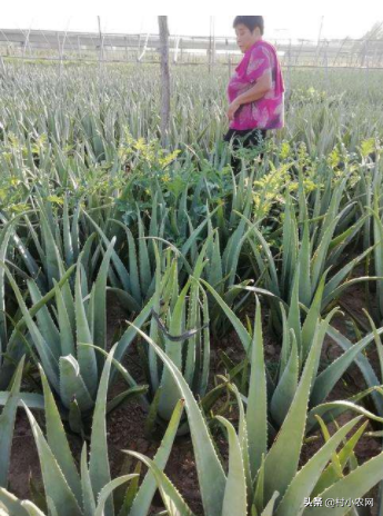 農村致富好項目農村創業小項目 自己一個人沒錢怎么創業-5 農村致富好項目農村創業小項目 自己一個人沒錢怎么創業-5