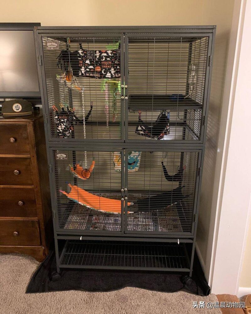 蜜袋鼯怎么養(yǎng)(蜜袋)-1