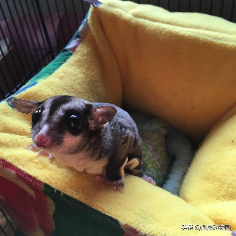 蜜袋鼯怎么養(yǎng)(蜜袋)-1