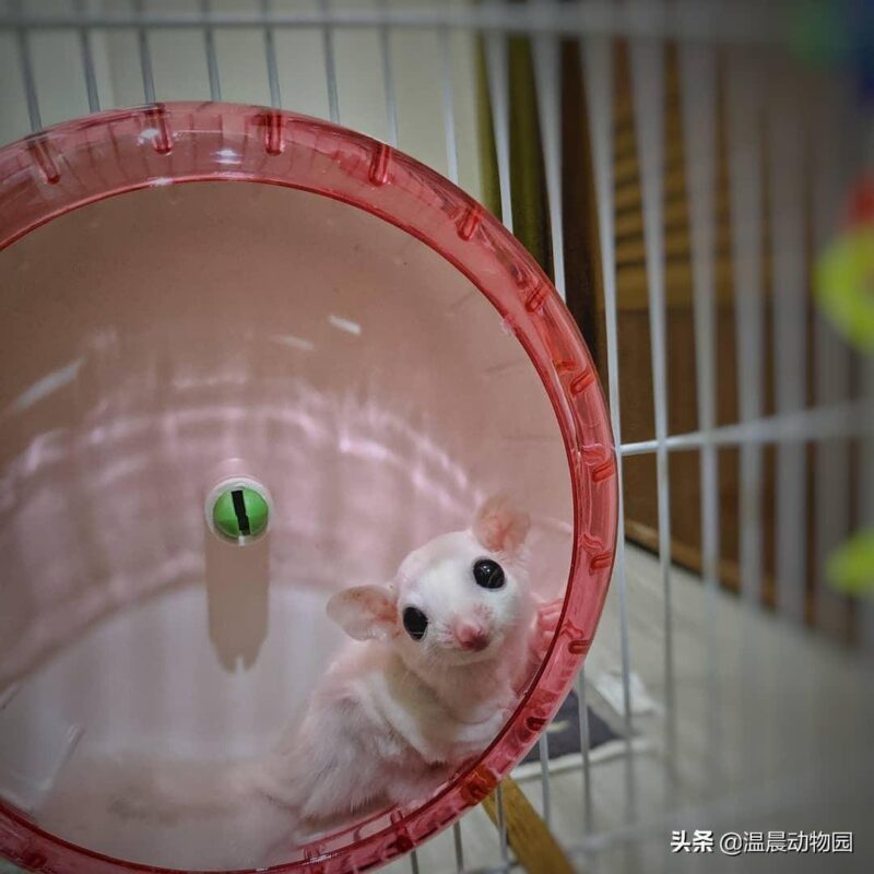 蜜袋鼯怎么養(yǎng)(蜜袋)-1