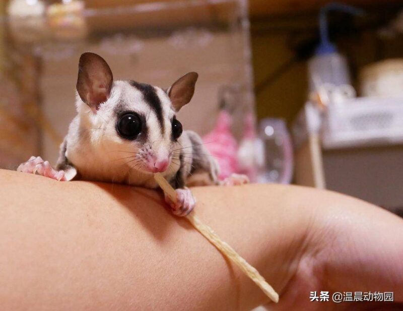 蜜袋鼯怎么養(yǎng)(蜜袋)-1