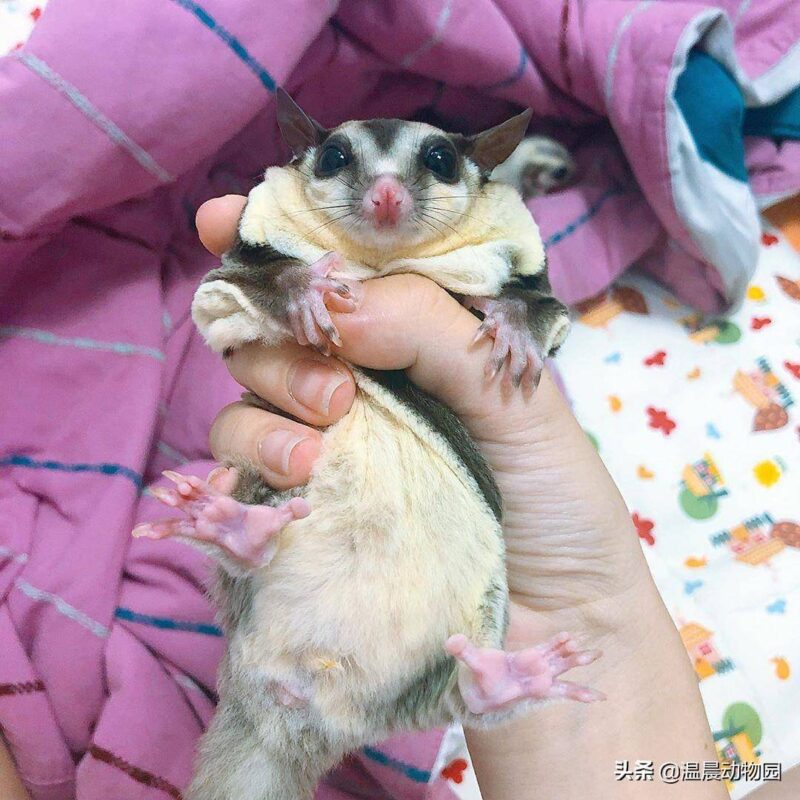 蜜袋鼯怎么養(yǎng)(蜜袋)-1