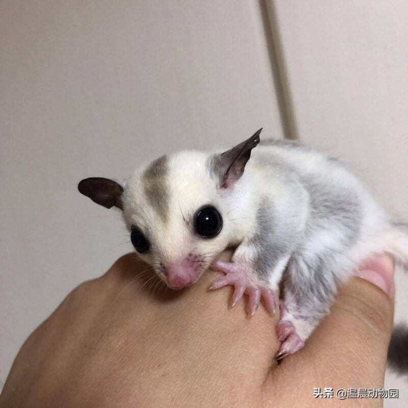 蜜袋鼯怎么養(yǎng)(蜜袋)-專在家創(chuàng)業(yè)網(wǎng)