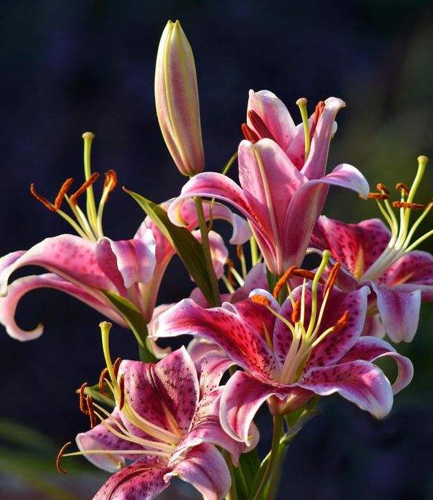 中國十大最漂亮的花(十種最美的花的排行榜)-1