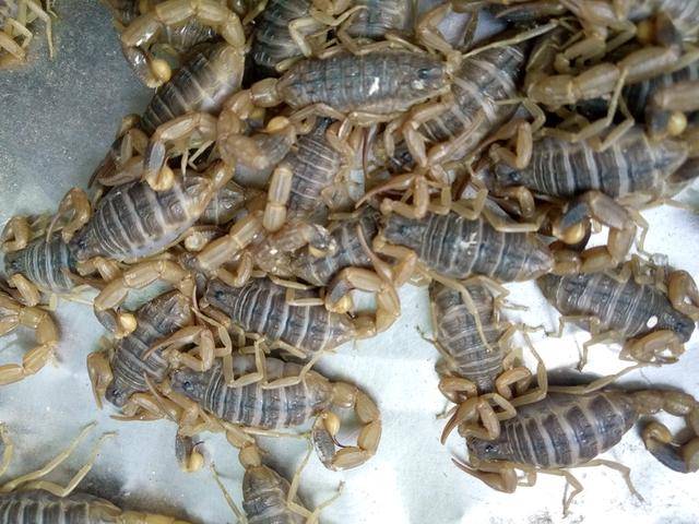 蝎子的養殖技術及市場前景(蝎子的養殖方法及注意事項)-1