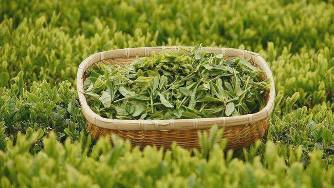 福建十大名茶品牌(福建名茶排行榜)-1