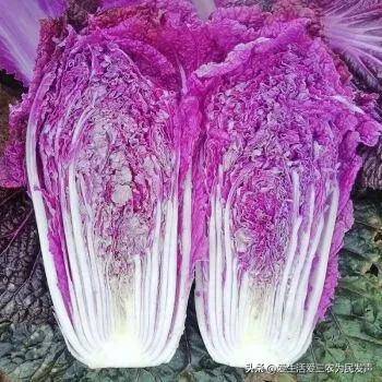 農村養什么賺錢好養?目前養殖什么最有前景-1 農村養什么賺錢好養?目前養殖什么最有前景-1