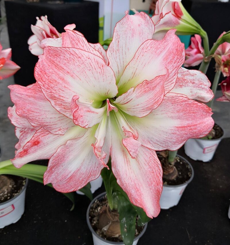 中國十大最漂亮的花(十種最美的花的排行榜)-1