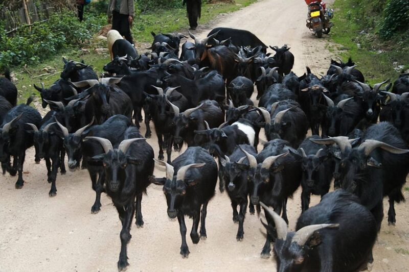 農(nóng)村養(yǎng)殖什么好養(yǎng)又好賣?5個(gè)適合窮人養(yǎng)殖創(chuàng)業(yè)項(xiàng)目-1