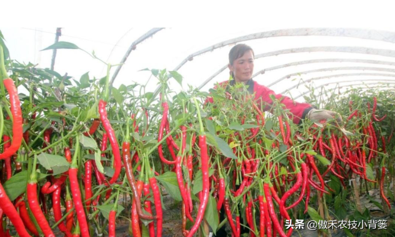 辣椒種植與管理技術-1 辣椒種植與管理技術-1