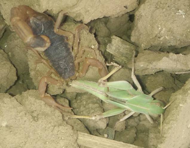 蝎子的養殖技術及市場前景(蝎子的養殖方法及注意事項)-1