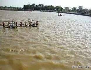 池塘水質渾濁怎么處理(魚塘凈化水質好辦法)-1 池塘水質渾濁怎么處理(魚塘凈化水質好辦法)-1