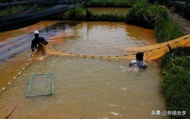 池塘水質渾濁怎么處理(魚塘凈化水質好辦法)-1 池塘水質渾濁怎么處理(魚塘凈化水質好辦法)-1
