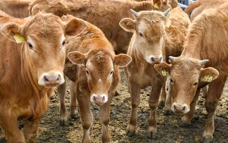 農(nóng)村養(yǎng)殖什么好養(yǎng)又好賣?5個(gè)適合窮人養(yǎng)殖創(chuàng)業(yè)項(xiàng)目-1