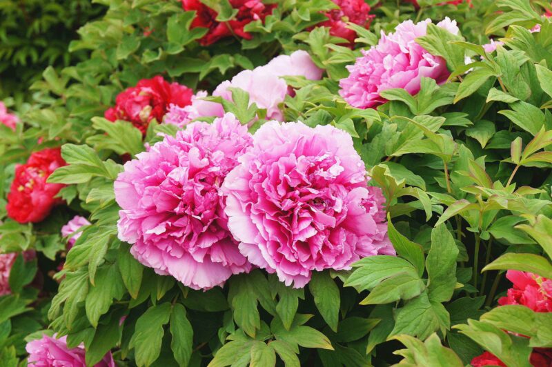 中國十大最漂亮的花(十種最美的花的排行榜)-1