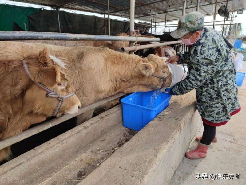 養牛一般一頭牛一年賺多少錢-1