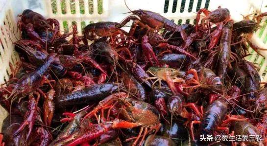 適合窮人沒本錢的養殖(養殖排行榜前十名品種)-1 適合窮人沒本錢的養殖(養殖排行榜前十名品種)-1