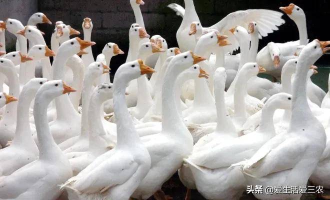 適合窮人沒本錢的養殖(養殖排行榜前十名品種)-1 適合窮人沒本錢的養殖(養殖排行榜前十名品種)-1