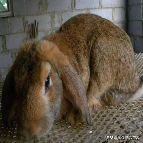 適合窮人沒本錢的養殖(養殖排行榜前十名品種)-1 適合窮人沒本錢的養殖(養殖排行榜前十名品種)-1