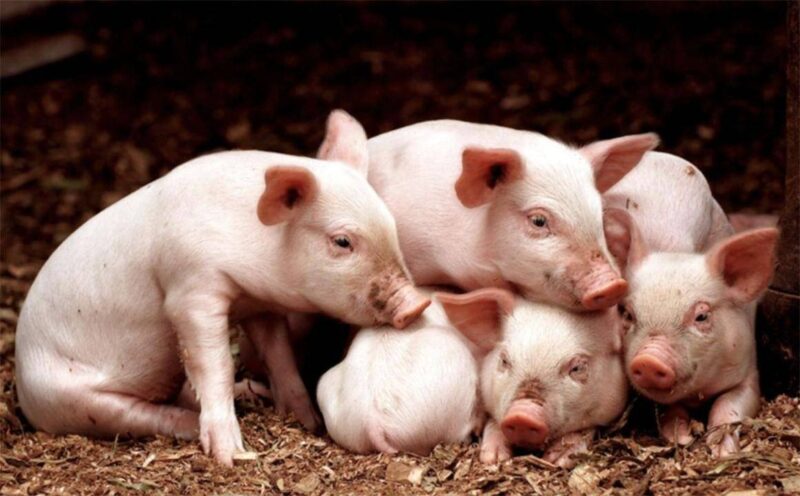 十大最聰明的動物排名(動物智商排行榜前十名)-1 十大最聰明的動物排名(動物智商排行榜前十名)-1