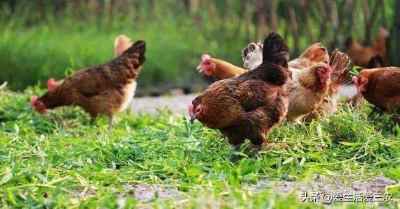 適合窮人沒本錢的養殖(養殖排行榜前十名品種)-1 適合窮人沒本錢的養殖(養殖排行榜前十名品種)-1