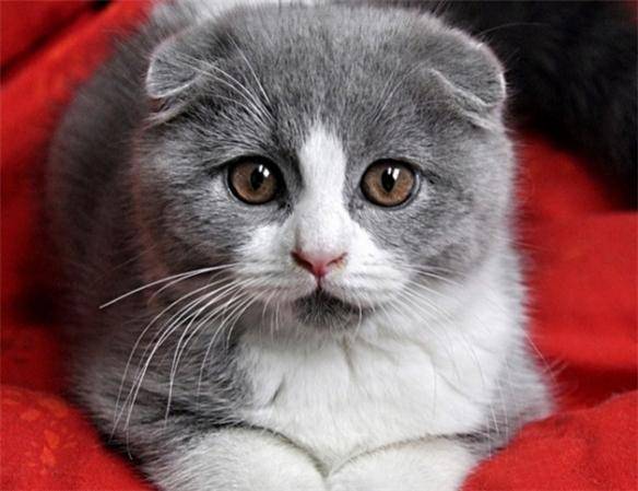 貓咪品種排行榜前十名-1