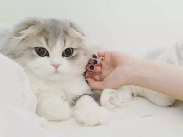 貓咪品種排行榜前十名-1