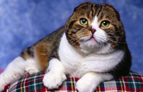 貓咪品種排行榜前十名-1 貓咪品種排行榜前十名-1