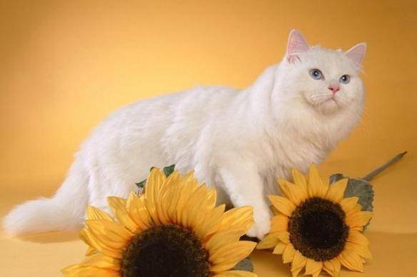 貓咪品種排行榜前十名-1