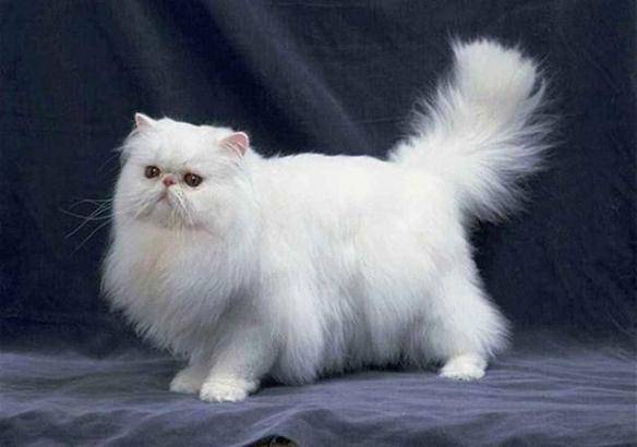 貓咪品種排行榜前十名-1