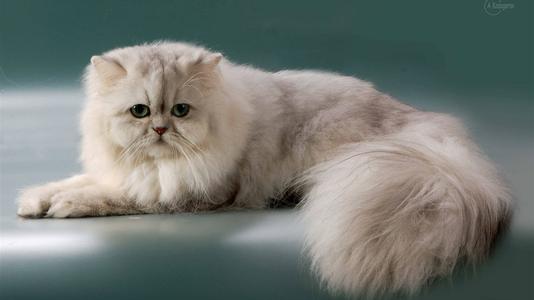 貓咪品種排行榜前十名-1 貓咪品種排行榜前十名-1