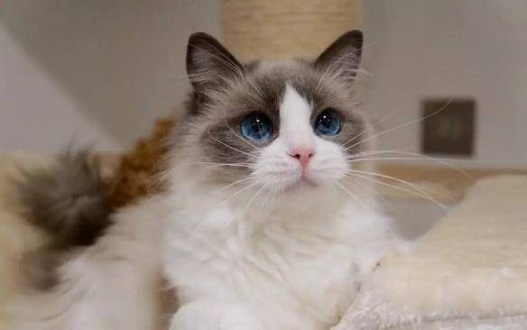 貓咪品種排行榜前十名-1