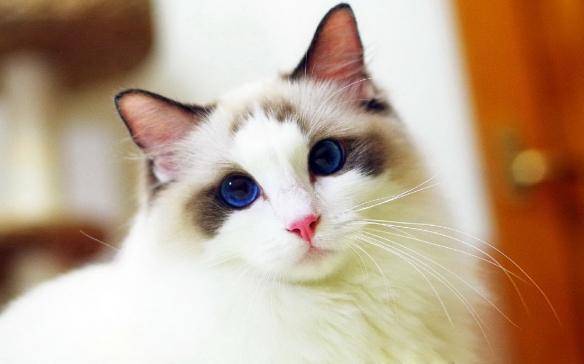 貓咪品種排行榜前十名-1