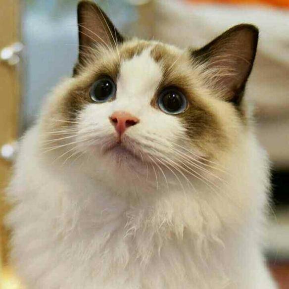 貓咪品種排行榜前十名-1 貓咪品種排行榜前十名-1