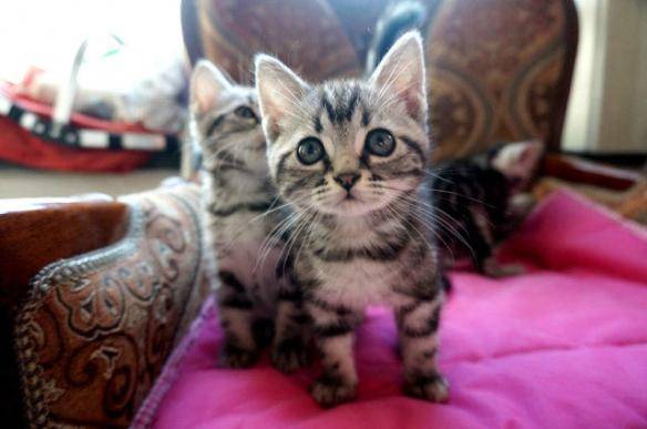 貓咪品種排行榜前十名-1