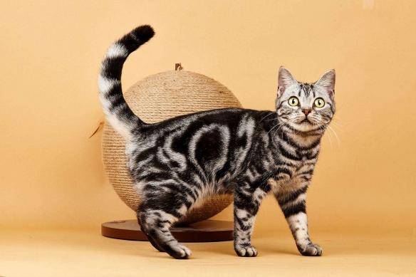 貓咪品種排行榜前十名-1 貓咪品種排行榜前十名-1