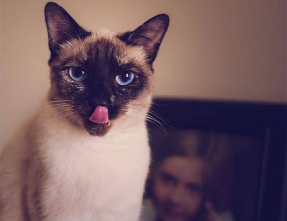 貓咪品種排行榜前十名-1