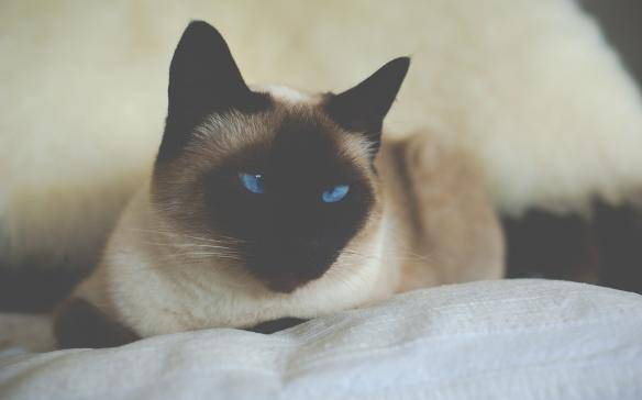 貓咪品種排行榜前十名-1 貓咪品種排行榜前十名-1