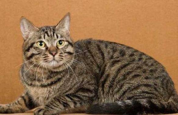 貓咪品種排行榜前十名-1