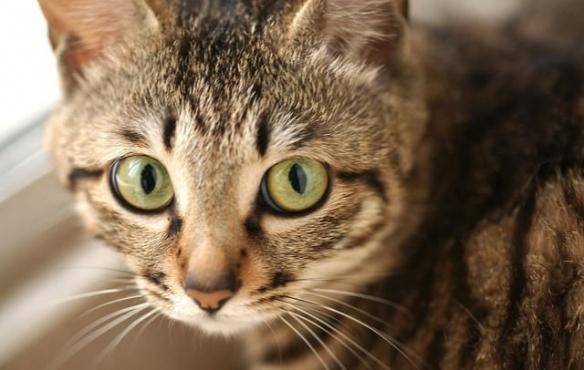 貓咪品種排行榜前十名-1