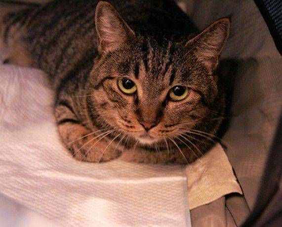 貓咪品種排行榜前十名-1 貓咪品種排行榜前十名-1