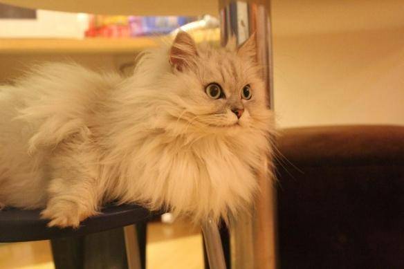 貓咪品種排行榜前十名-1